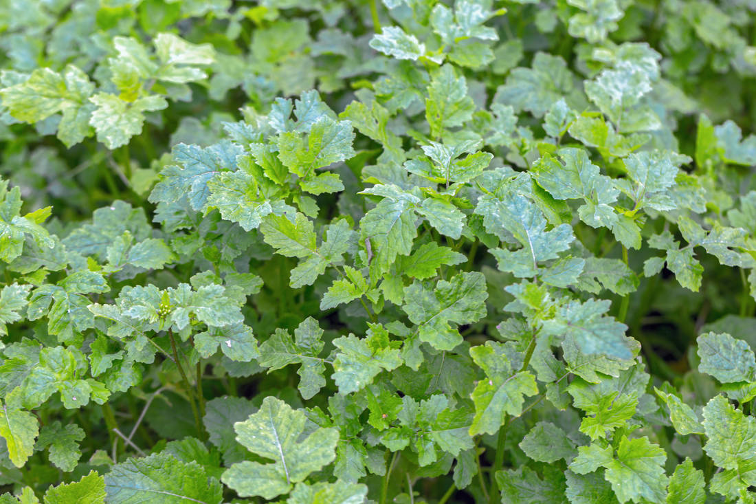 Sinapis alba