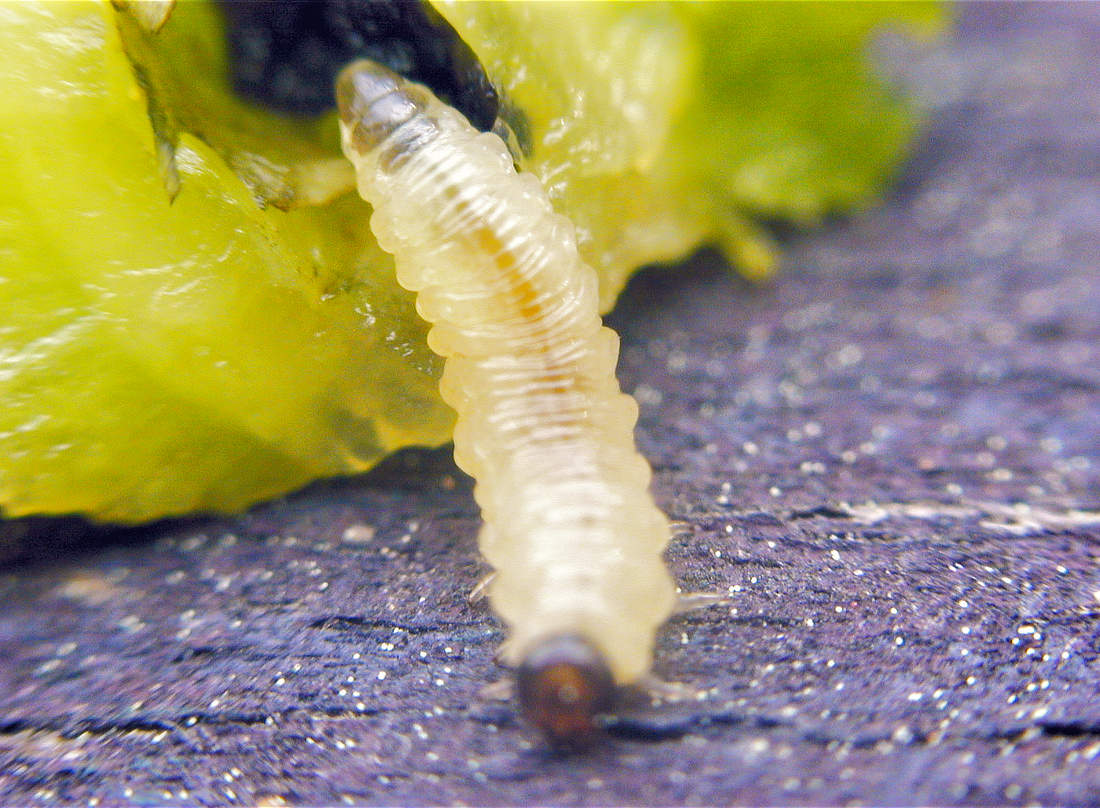 Larva pilatky švestkové