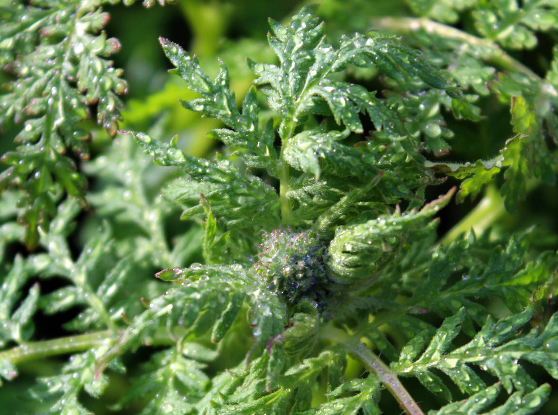 Svazenka vratičolistá (Phacelia tanacetifolia)
