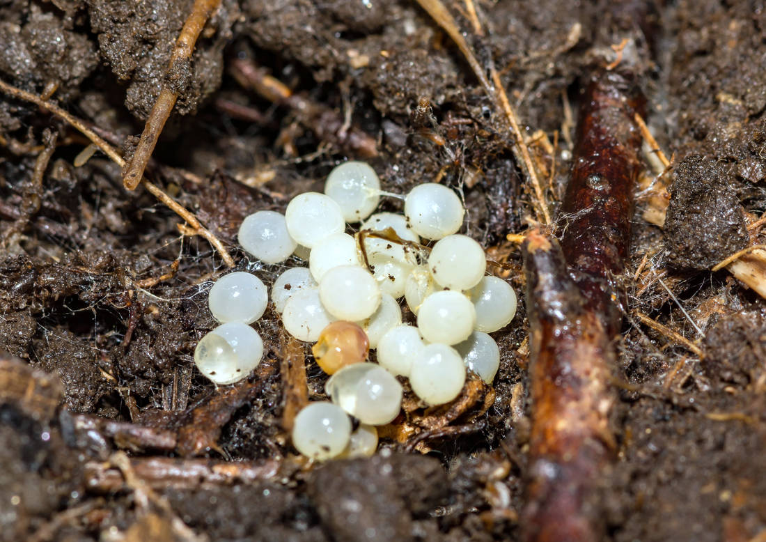 Vajíčka plzáka; foto Shutterstock Vajíčka plzáka španělskéhoplzák španělský Arion vulgaris
