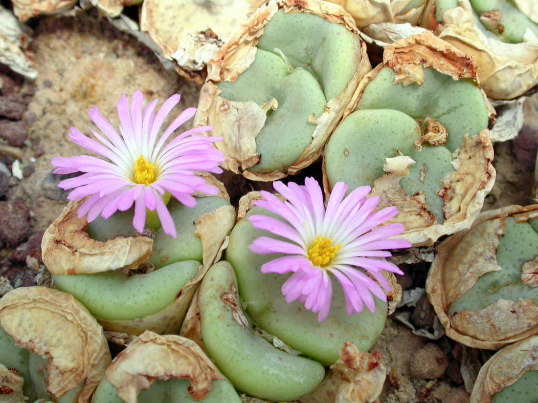 Conophytum wettsteinii patří mezi vzácnější zástupce rodu Conophytum wettsteinii