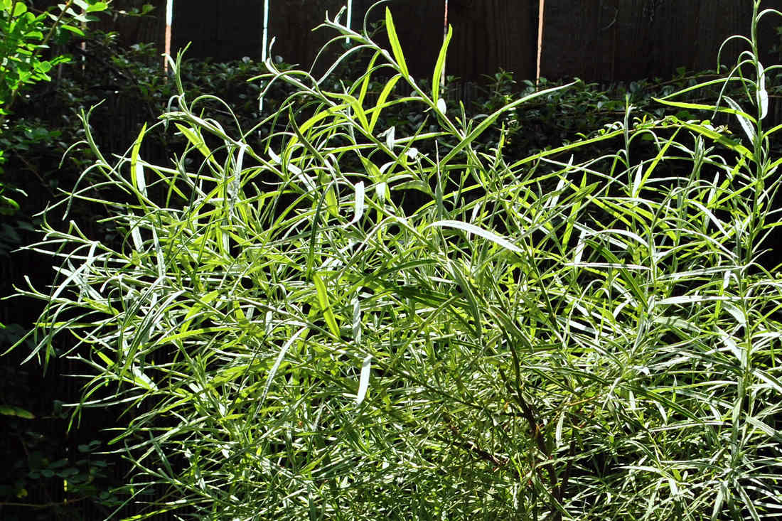 Vrba Angustifolia Vrba Angustifolia