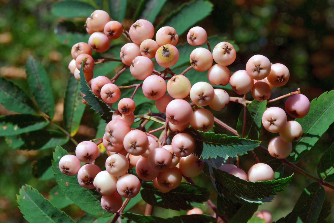 Sorbus Pink Queen