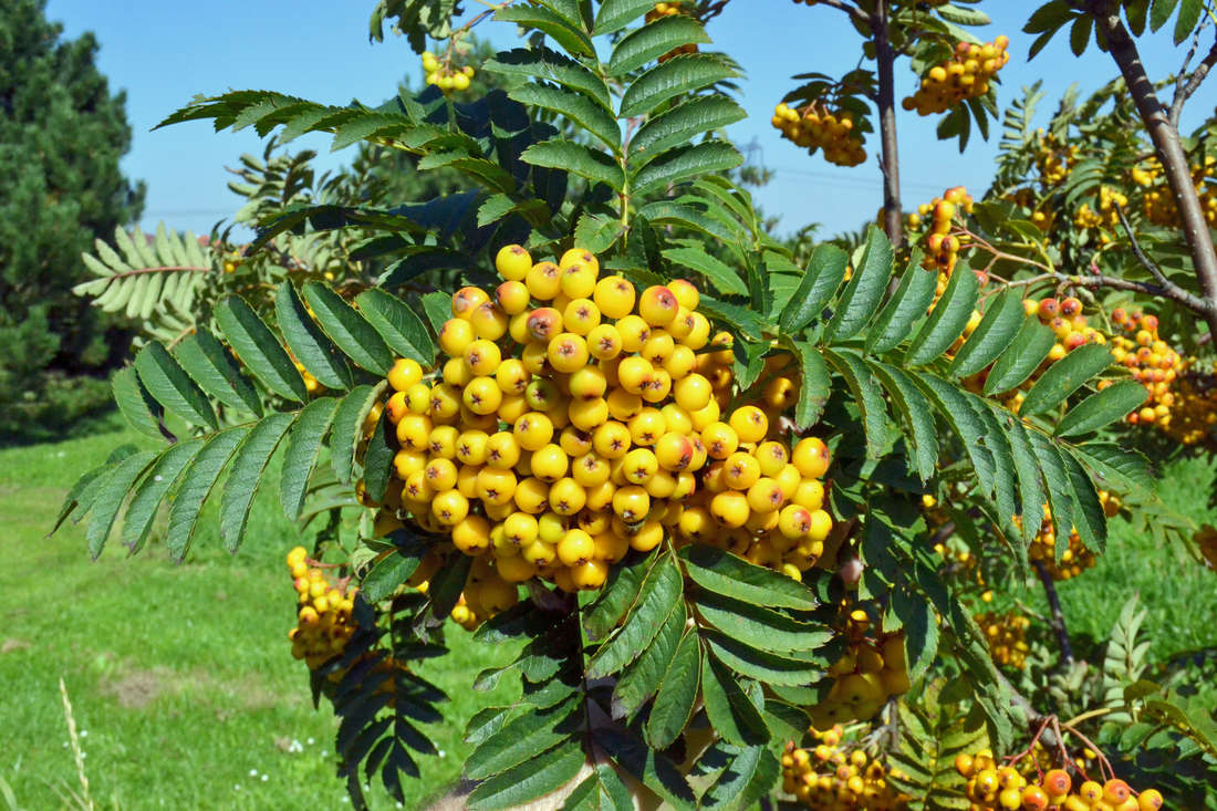 Jeřáb Sunshine