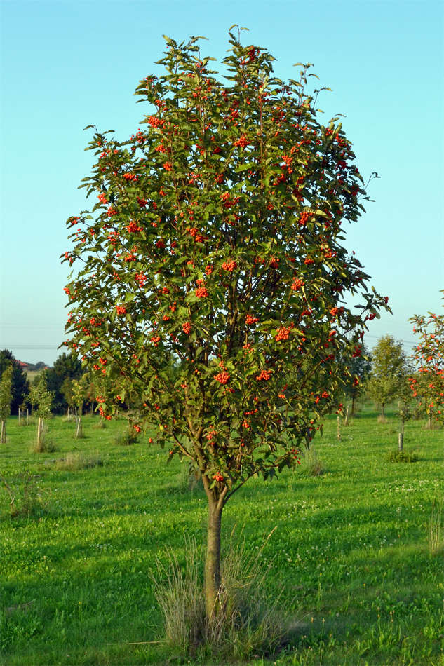 Sorbus x thuringiaca Fastigiata