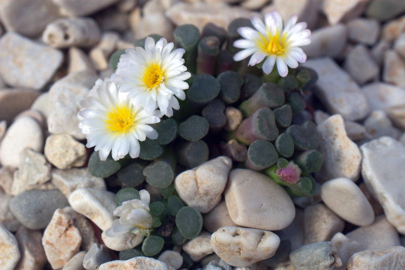 Fenestraria bílá Fenestraria bílá