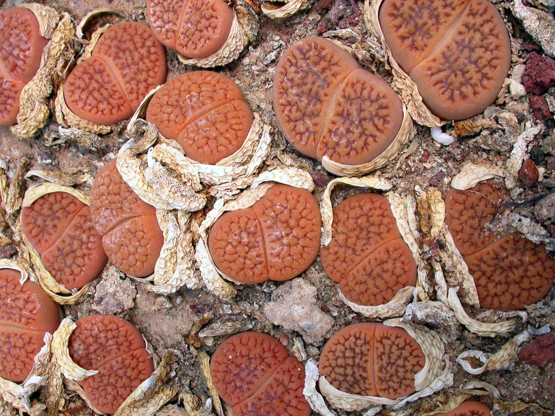 Lithops fulviceps je zajímavý svou výrazně barevnou ploškou listů Lithops fulviceps