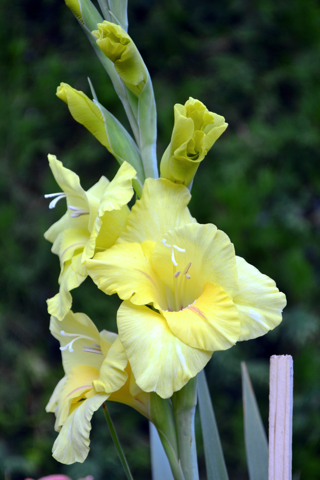 Mečík (Gladiolus) Mečík (Gladiolus)