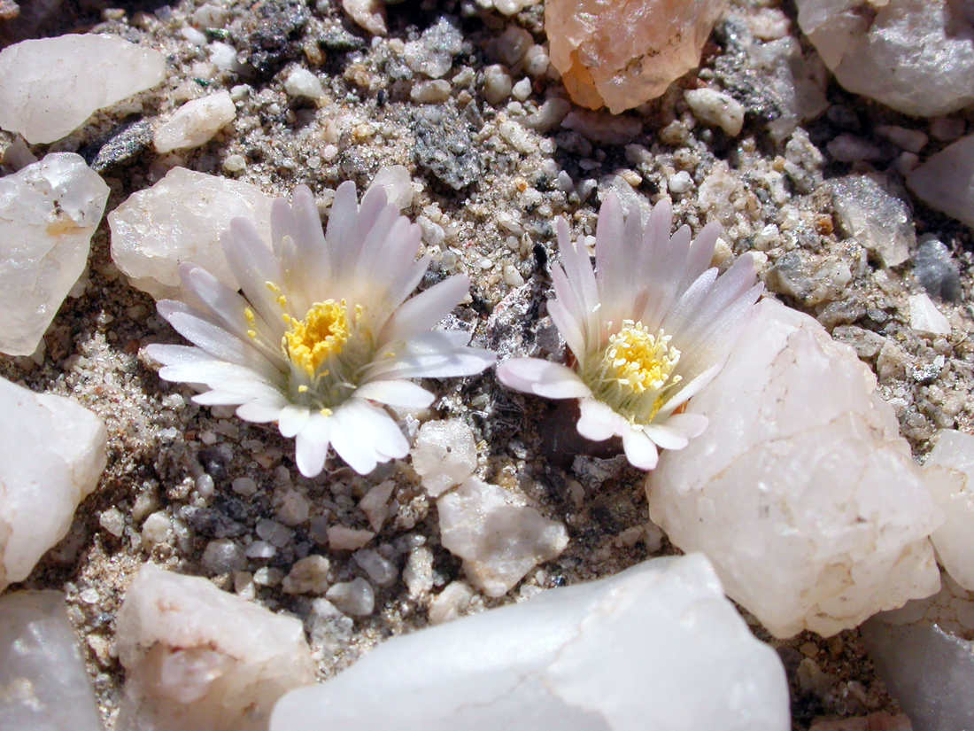 Kvetoucí Lithops optica je v přírodě bez květů prakticky k nenalezení Lithops optica