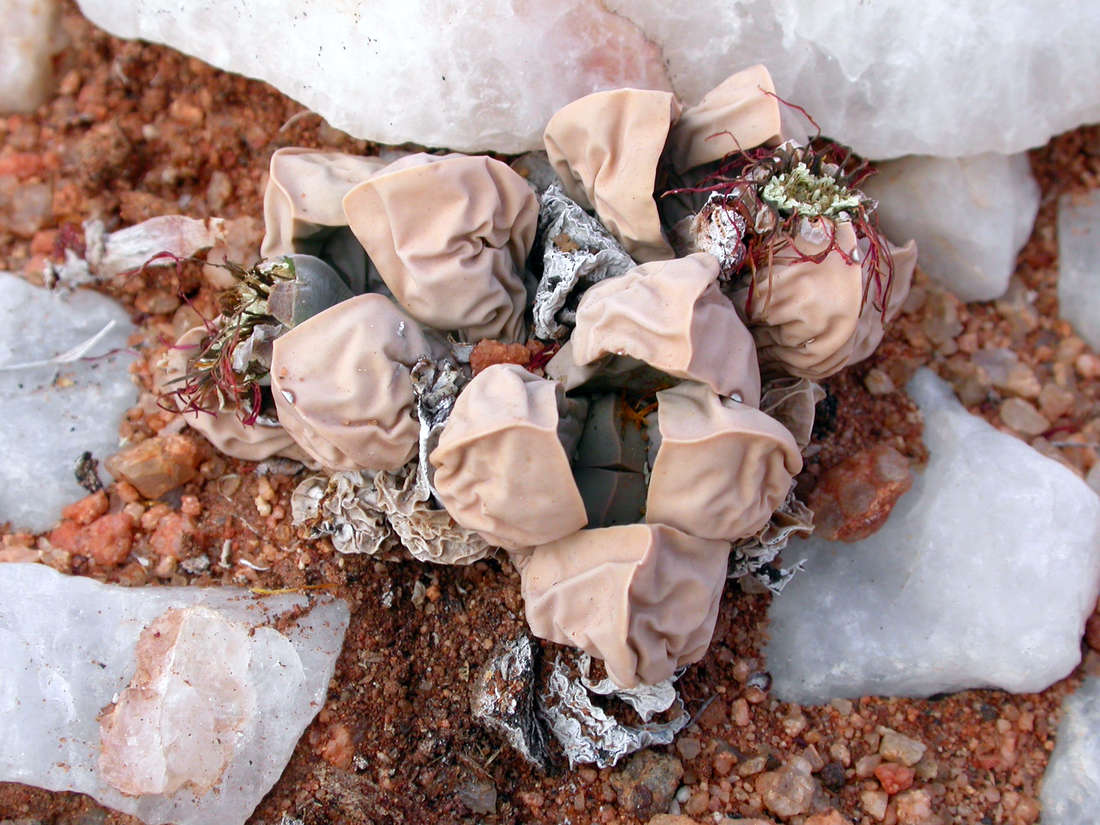 Lapidaria margaretae je poměrně vzácná v přírodě i ve sbírkách Lapidaria margaretae