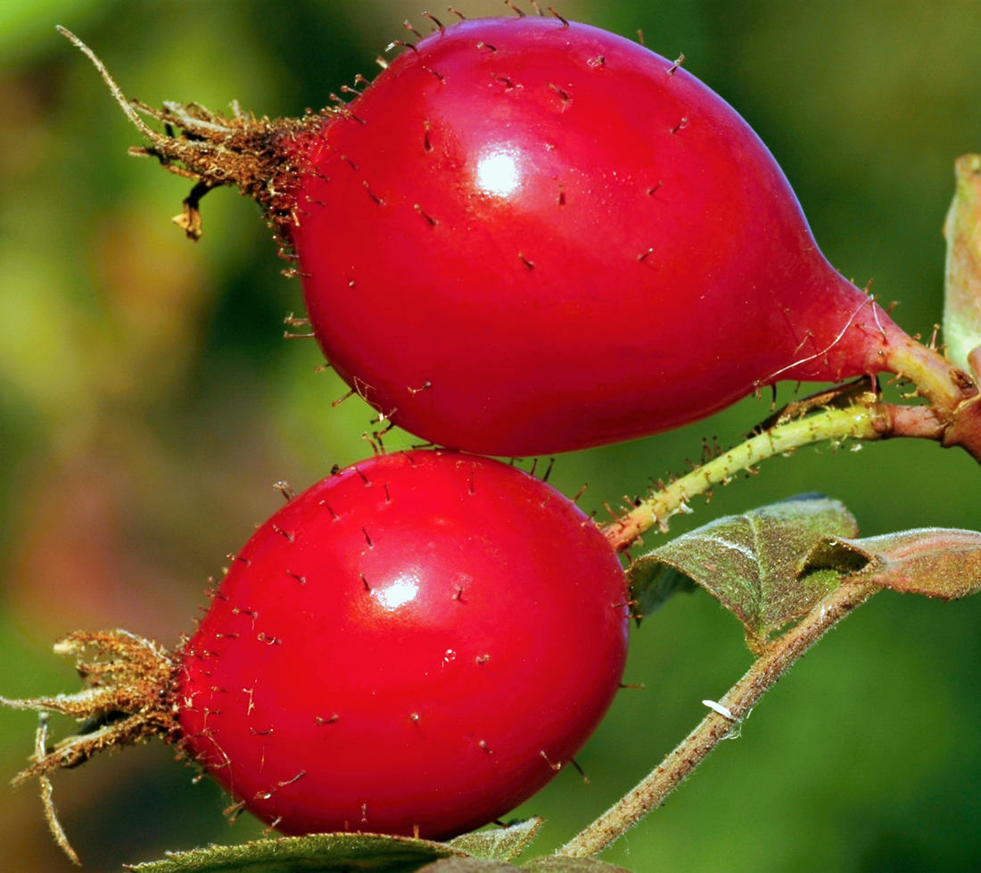 Rosa villosa Karpatia (růže dužnoplodá, též měkká)