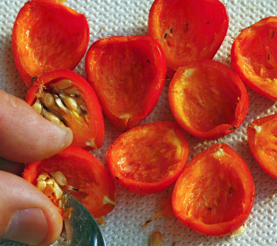 Která růže má víc vitaminu C? Planá, nebo šlechtěná?