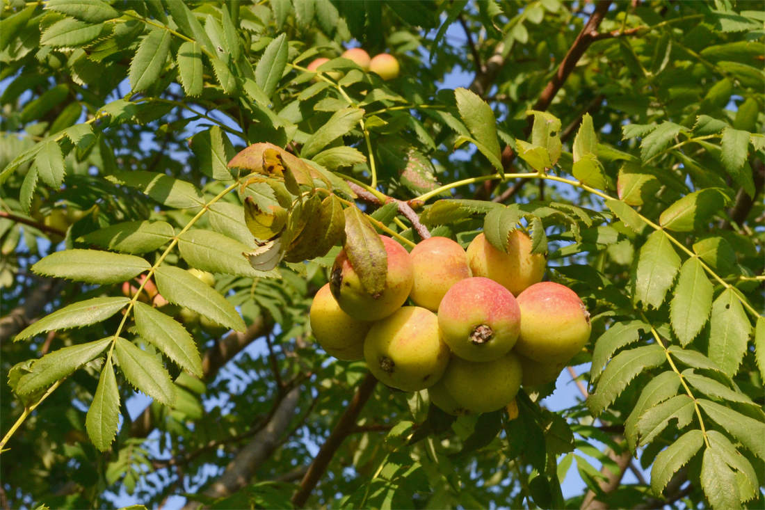 Sorbus domestica