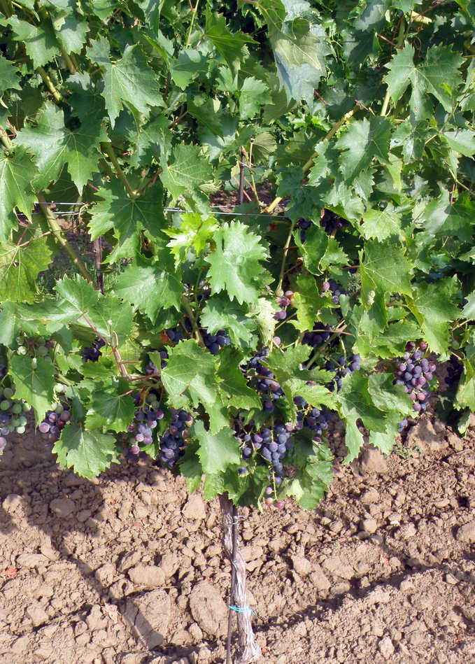 Keř révy Muscat Bleu