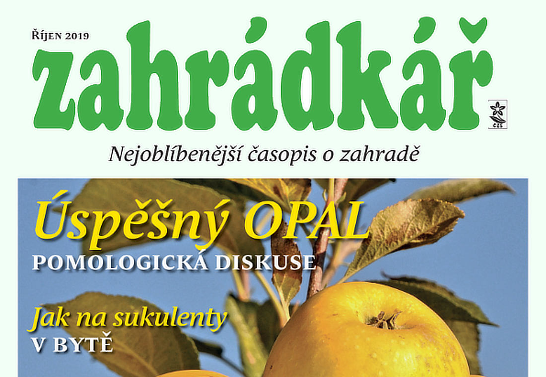 Zahrádkář v říjnu: výsadba růží, ptáci, jablka, réva, kysané zelí…