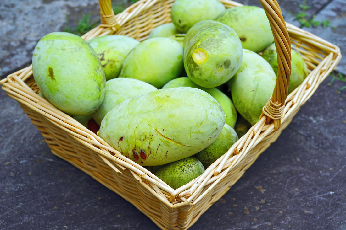 Ve své domovině paw paw, česky muďoul, botanicky asimina trojlaločná (Asimina triloba); foto Shutterstock Muďoul trojlaločný