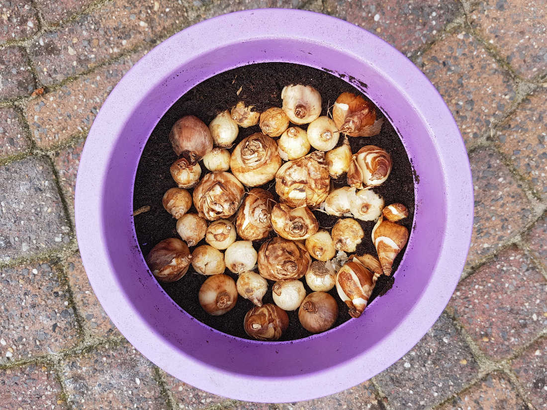 Cibulky narcisů a modřenců; foto Shutterstock Cibulky narciců a modřenců uložené v nádobě