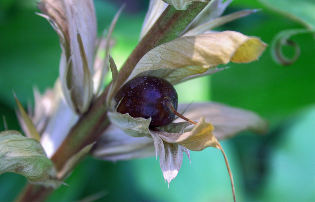 Semeno paznehtníku měkkého (Acanthus mollis); foto Shutterstock Acanthus mollis