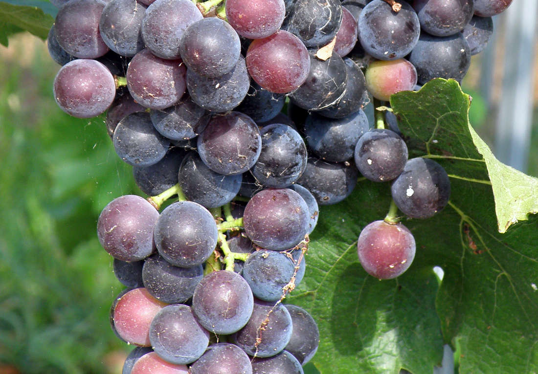 Odrůdy révy do zahrady: Muscat Bleu, Kodrjanka, Pervozvanyj