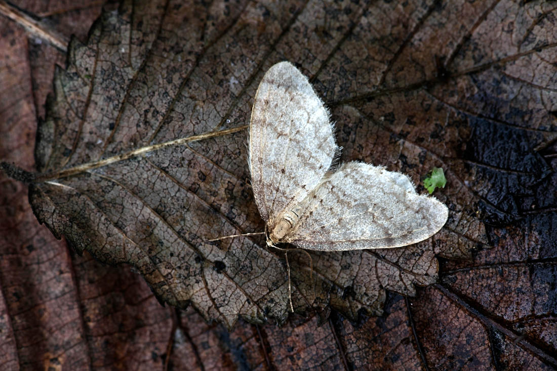 Operophtera brumata, samec