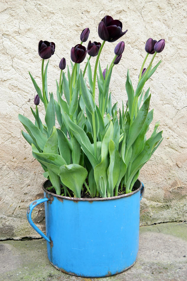 Tulipány ozdobí zahradu také v nádobě Tulipány ozdobí zahradu také v nádobě