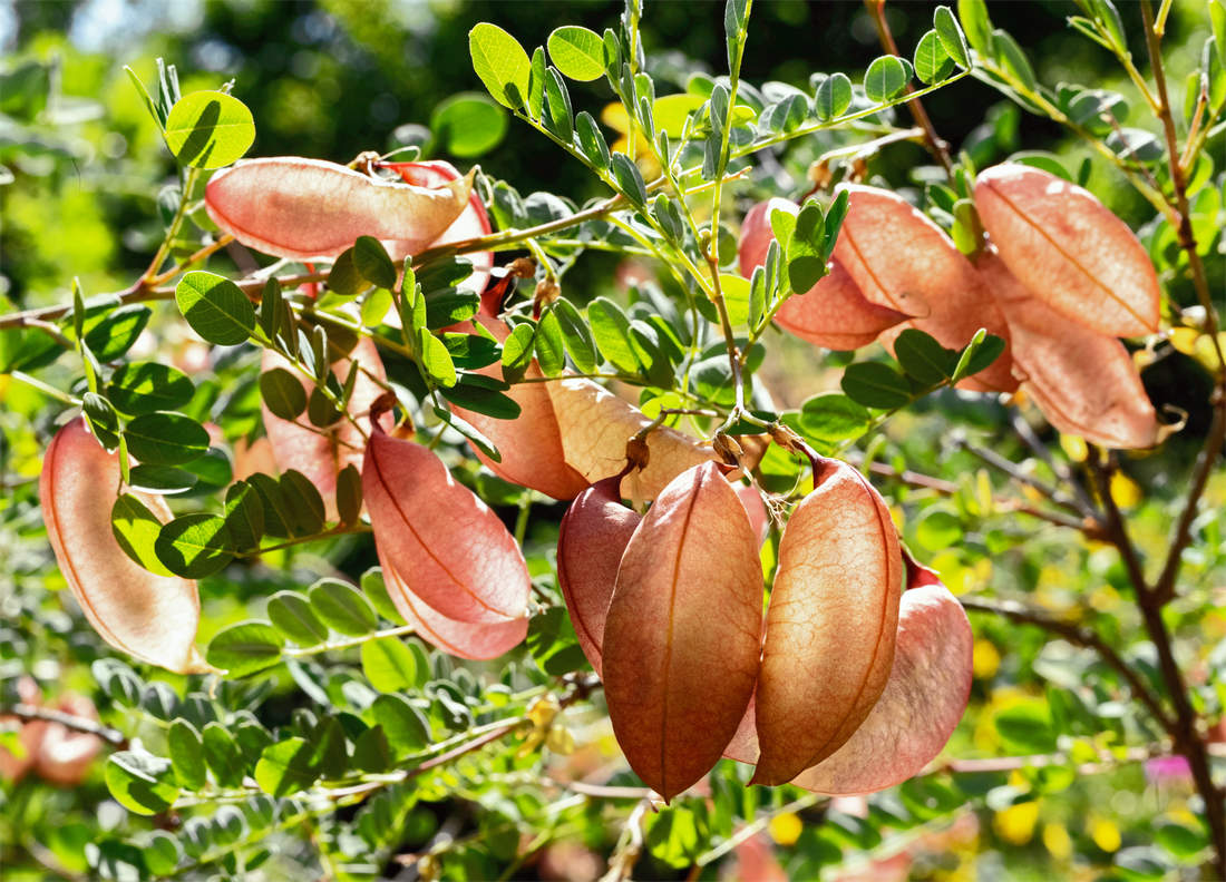 Žanovec měchýřník (Colutea arborescens) a jeho lusky na jednoletých výhonech; foto Shutterstock žanovec s plody
