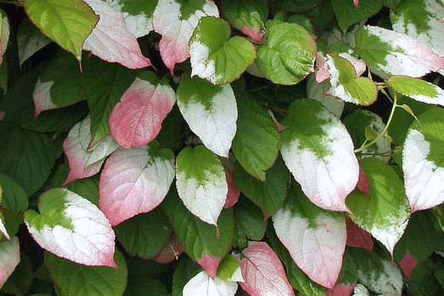 Aktinidie pestrolistá (A. kolomikta)
