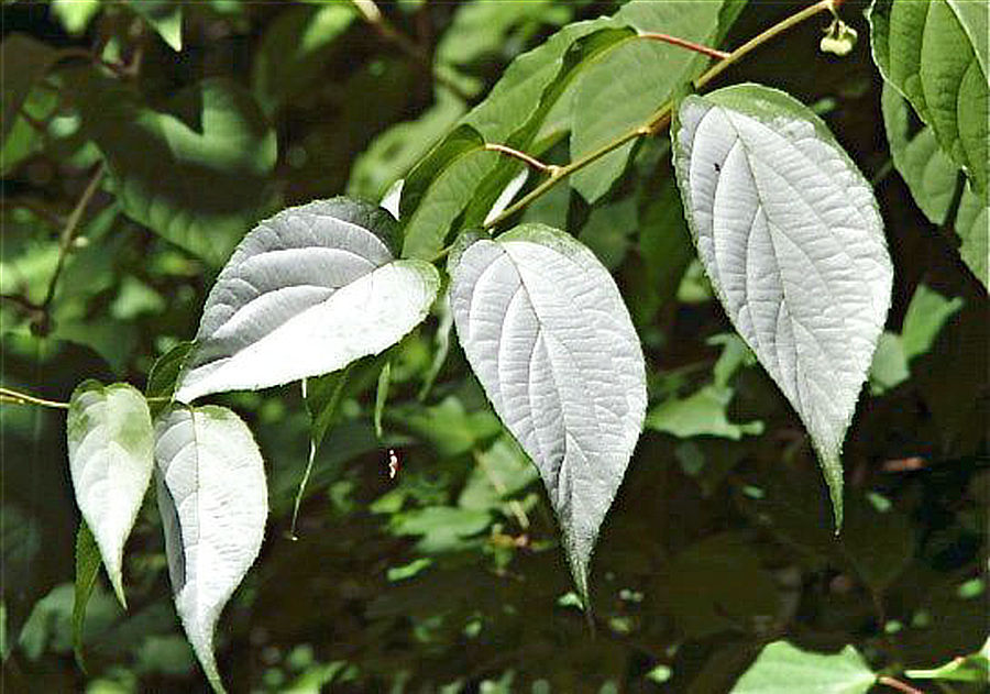 Aktinidie stříbrná (A. polygama)