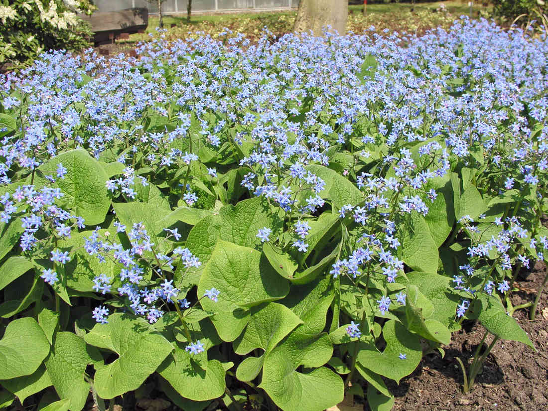 Pomněnkovec velkolistý (Brunnera macrophylla) patří mezi osvědčené trvalky