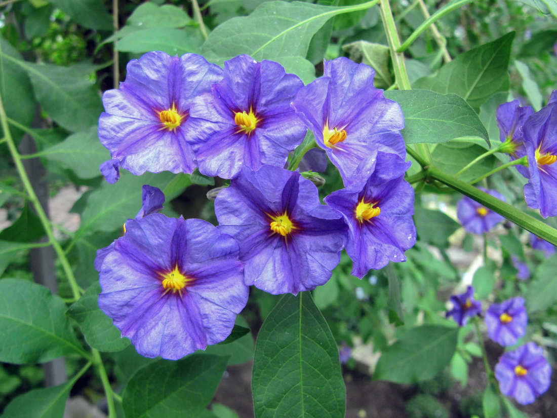 Výrazné modrofialové květy lilku modrého (Solanum rantonnetii) Lilek modrý (Solanum rantonnetii)