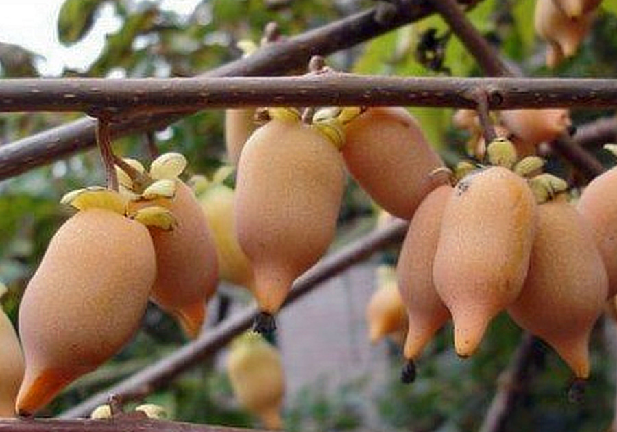 Úžasně krásné, ale i plné malých kiwi, to jsou okrasné aktinidie