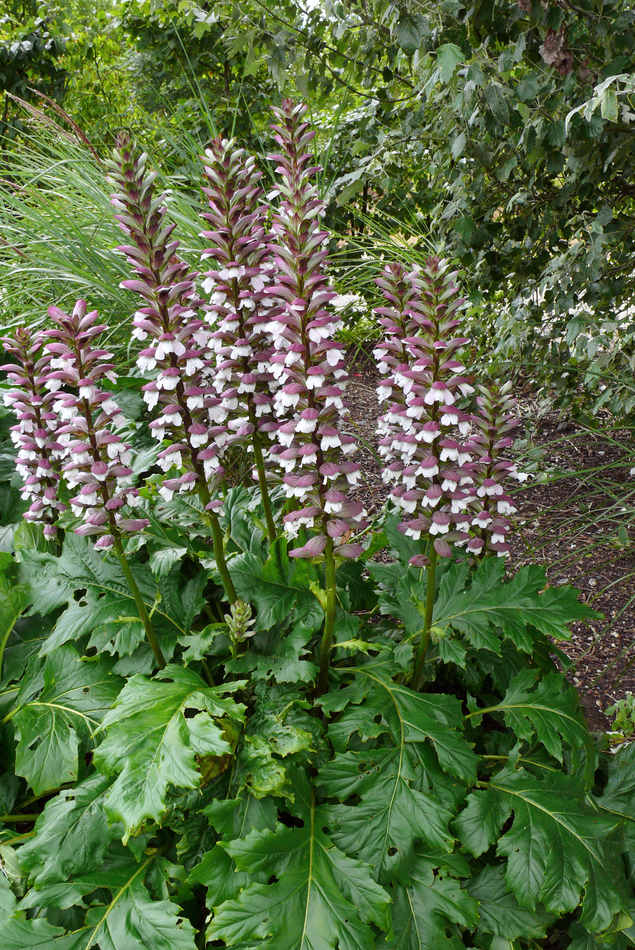 Paznehtník (Acanthus)
