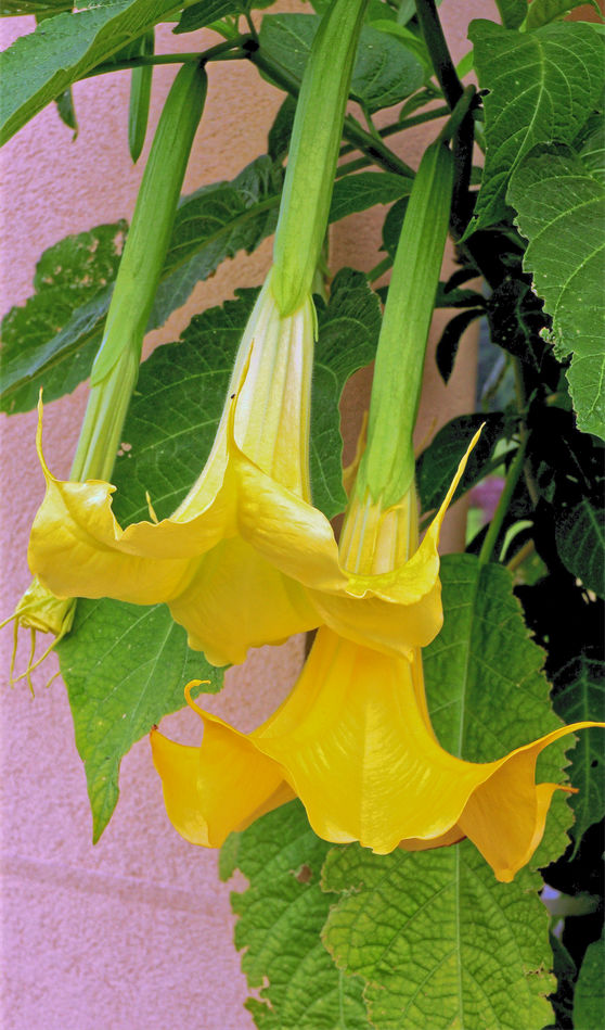 Krása andělských trumpet