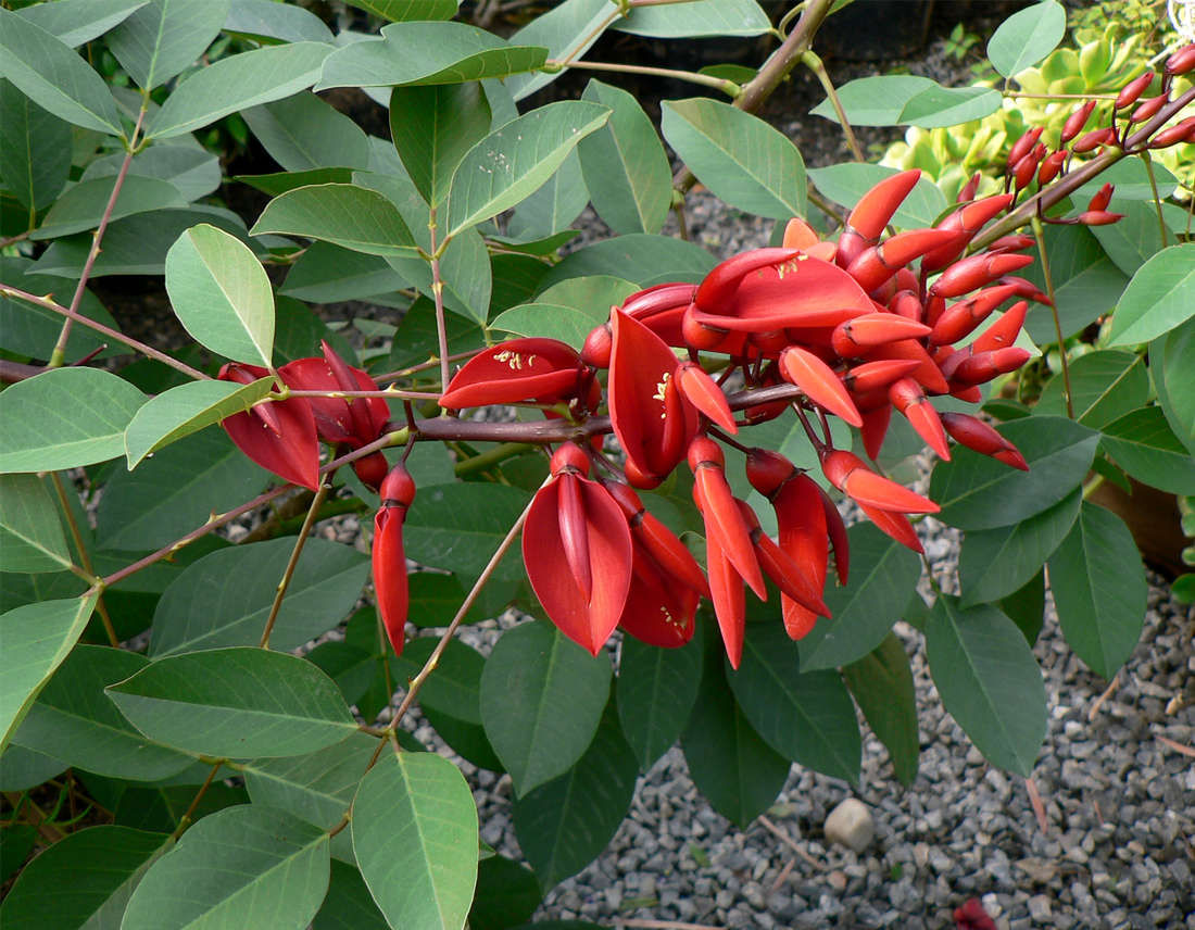 Zarděnice kohoutí (Erythrina crista-galli) vyžaduje přes zimu vyšší teploty Erythrina crista-galli