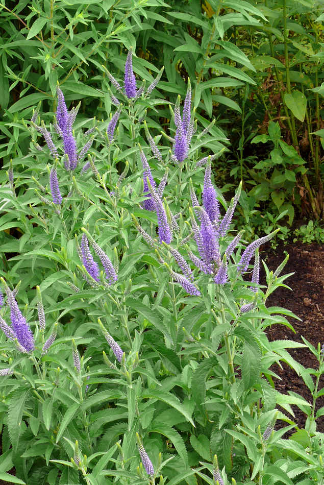 Rozrazil (Veronica longifolia)