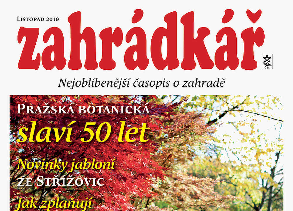 Zahrádkář v listopadu: jezírko, růže, výsadba, kaštan, čekanka… Zahrádkář v listopadu: jezírko, růže, výsadba, kaštan, čekanka…