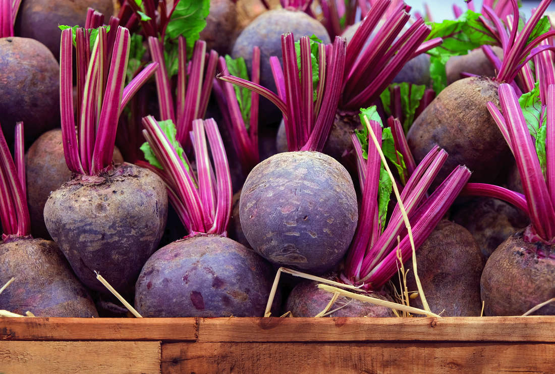 Červená řepa po sklizni; foto Shutterstock Červená řepa sklizená