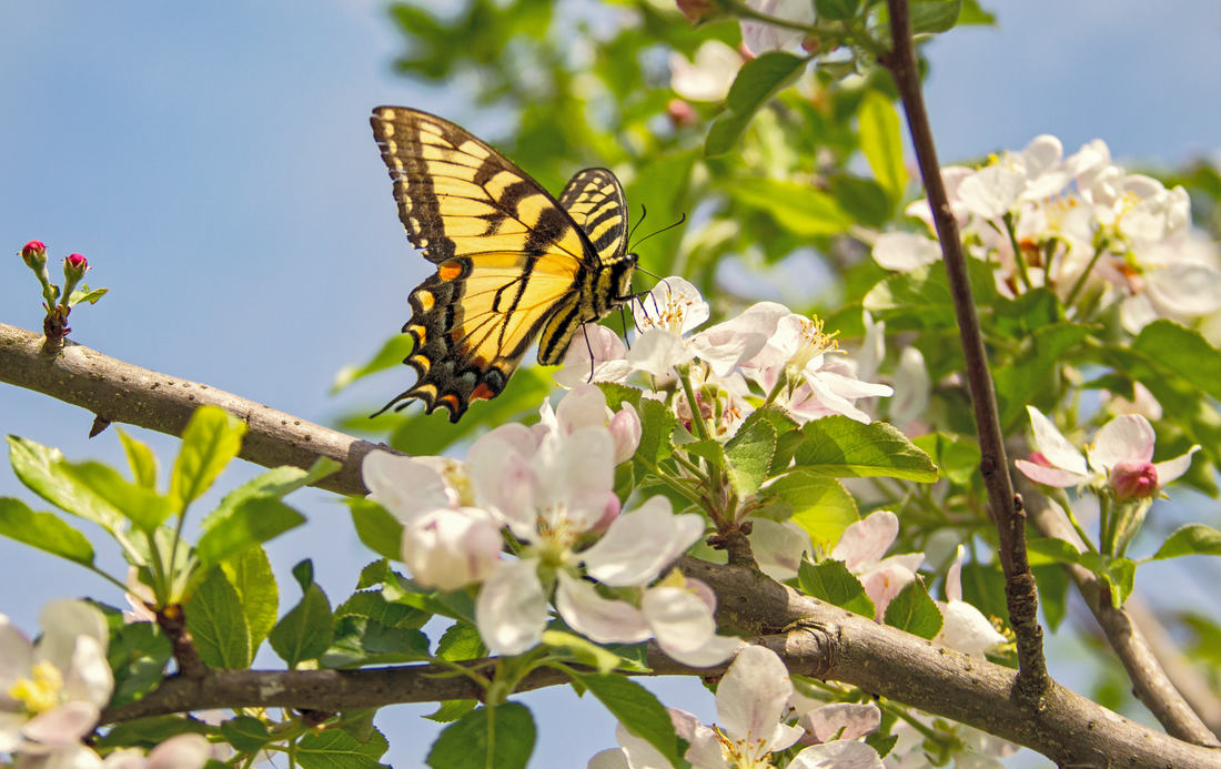 Otakárek fenyklový (Papilio machaon)
