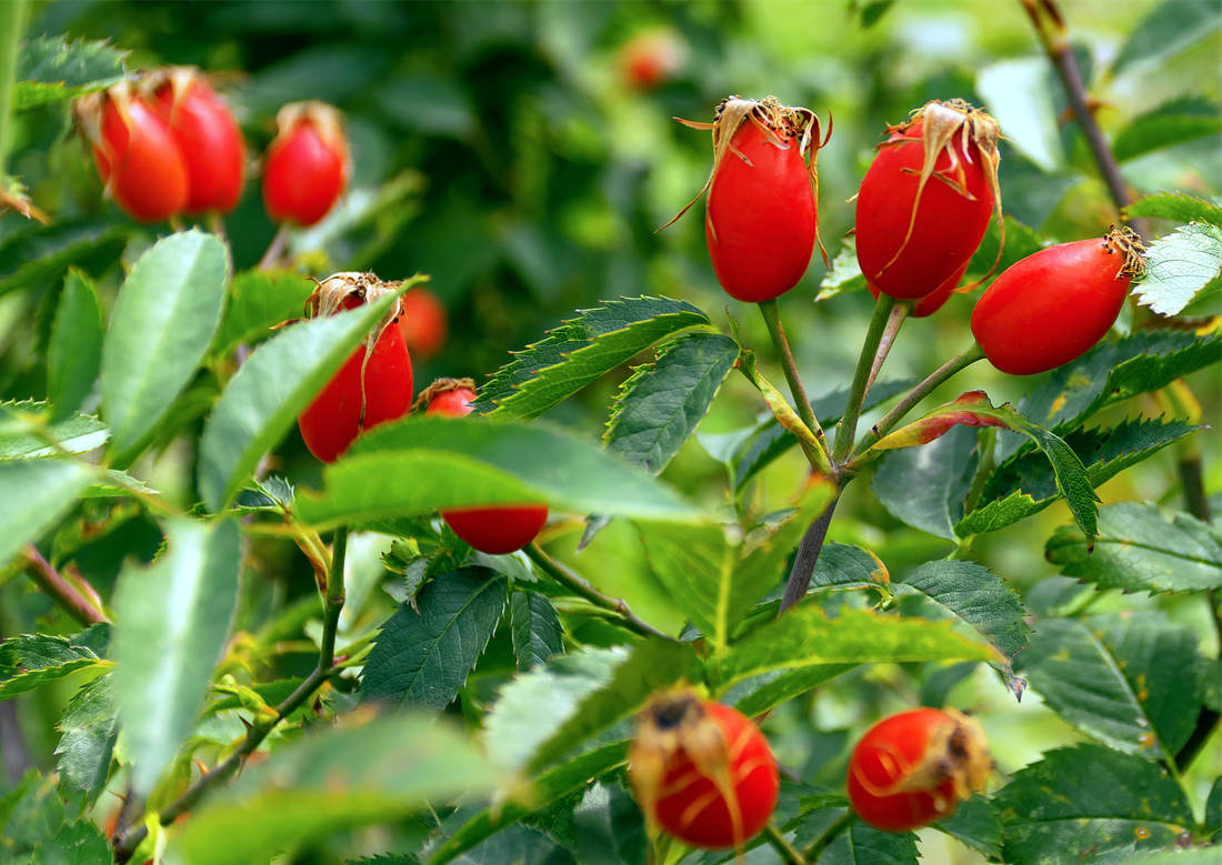 Plody růže šípkové dozrávají v září až říjnu; foto Shutterstock Plody růže šípkové