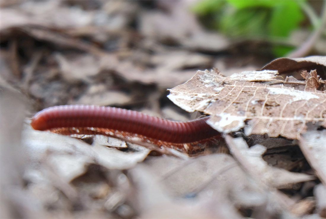 Žížaly, mnohonožky a další půdní živočichové postupně zpracují tlející podrcené listí; foto Shutterstock Mulč se mění na humus