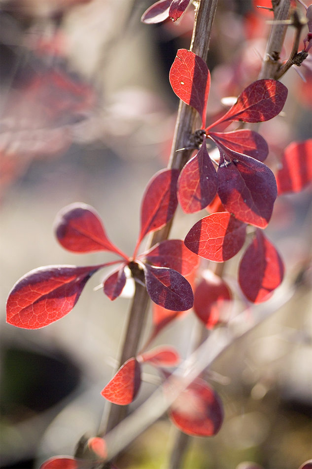 Atropurpurea Atropurpurea