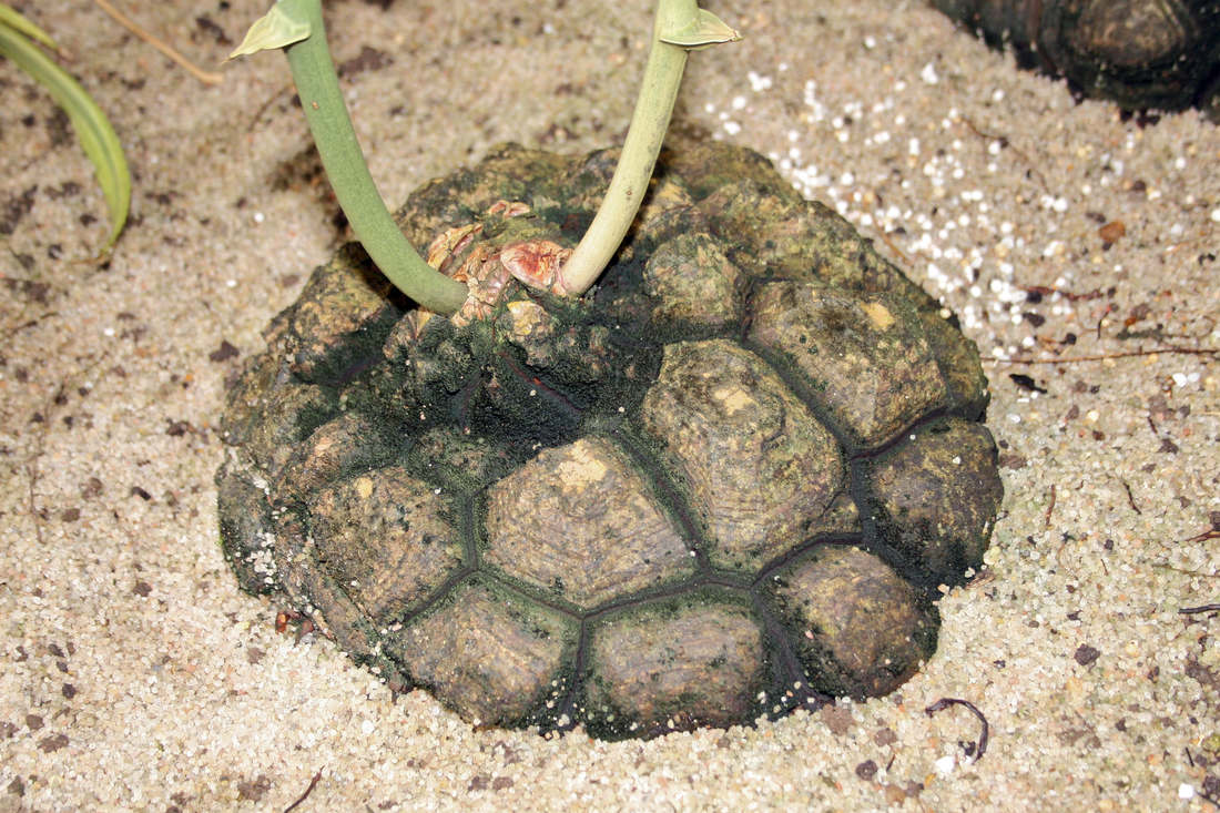 Mladá rostlina Dioscorea elephatipes Dioscorea elephatipes