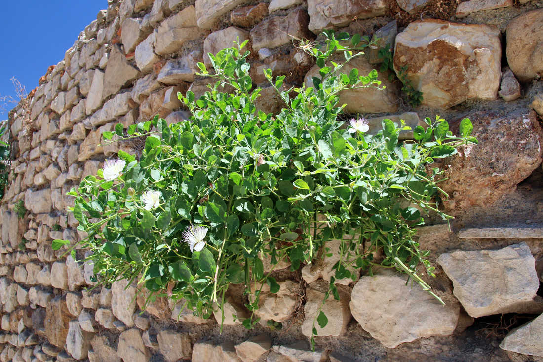 Kapara trnitá, foto L. Kunte
