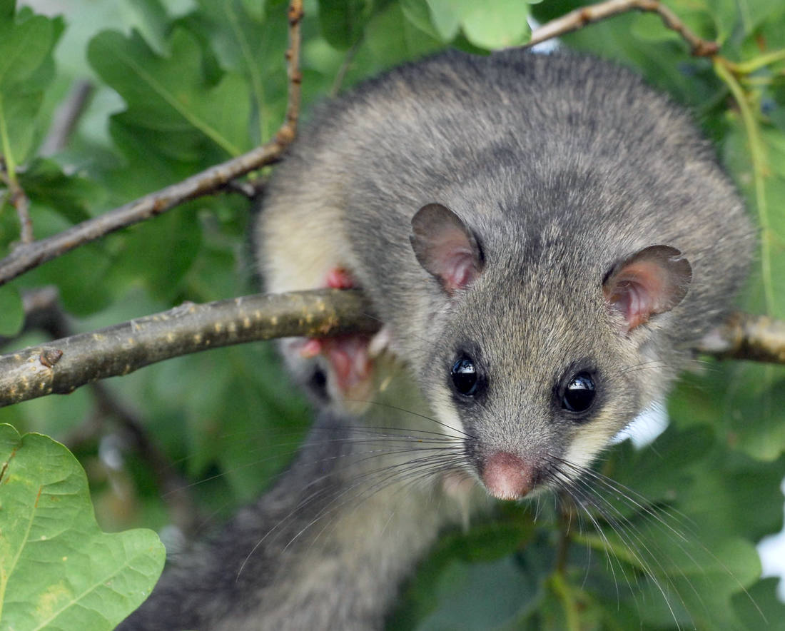 Plch velký (Glis glis) Plch velký