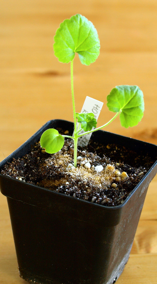 Semenáč pelargonie ve stáří 5 až 6 týdnů Semenáč pelargonie ve stáří 5 až 6 týdnů