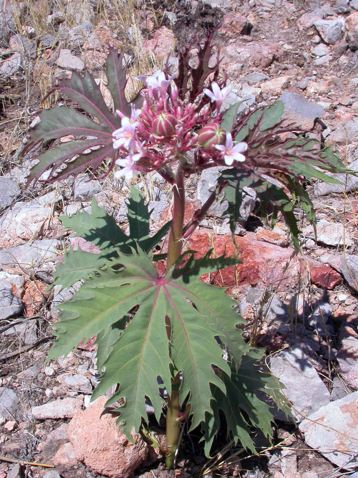Jatropha macrorhiza Jatropha macrorhiza