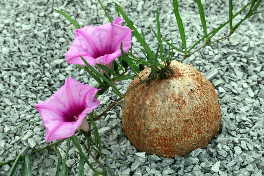 Povíjnice Ipomoea bolusiana Ipomoea bolusiana