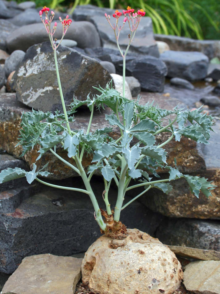 Dávivec Jatropha cathartica Dávivec Jatropha cathartica