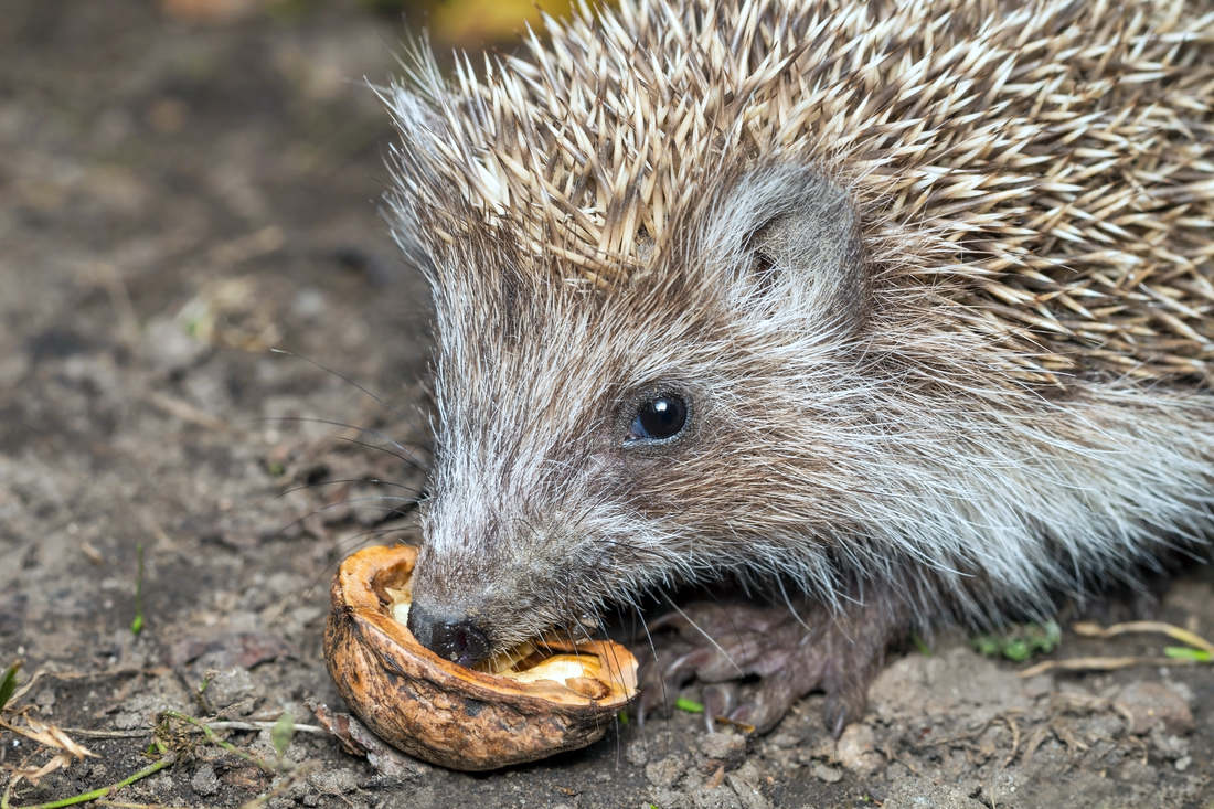 Ježek východní; foto Shutterstock Ježek východní (Erinaceus roumanicus)