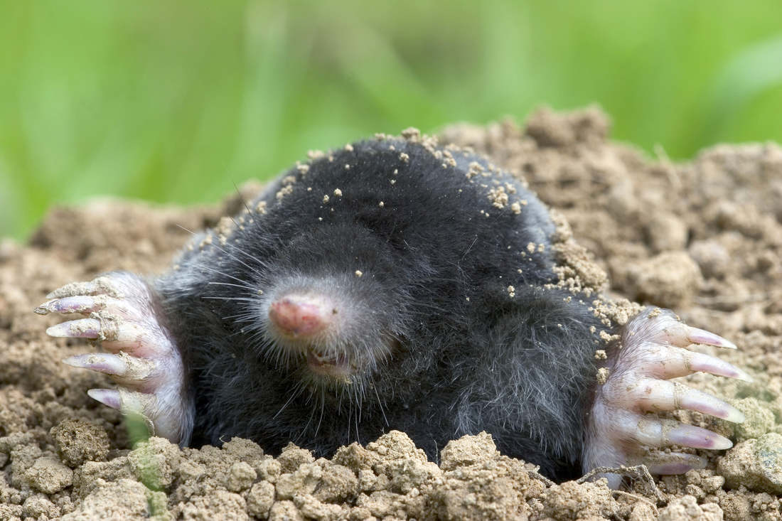 Krtek obecný; foto Shutterstock Talpa europaea